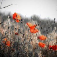 Rencontre avec Jenny Dahan – lundi 1 Octobre à 10h30
